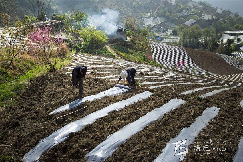 春耕 (康巴傳媒網首屆紀實攝影大賽)