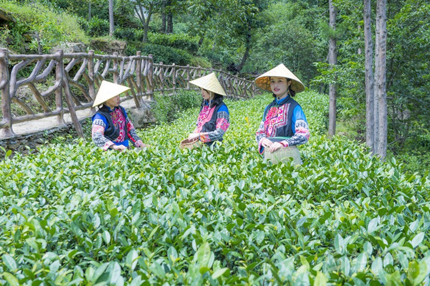 茶樹(shù)發(fā)芽青又青