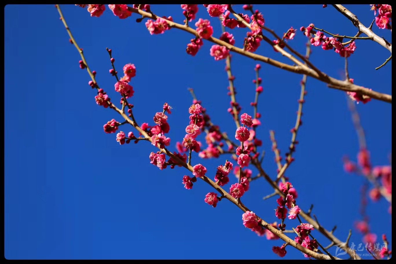 早春時(shí)節(jié)春意鬧 梅花枝頭俏