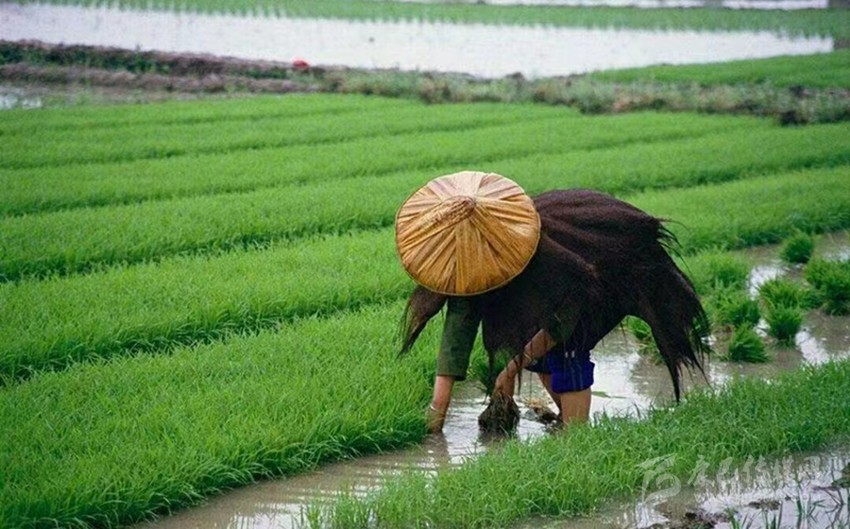 芒種時(shí)節(jié)