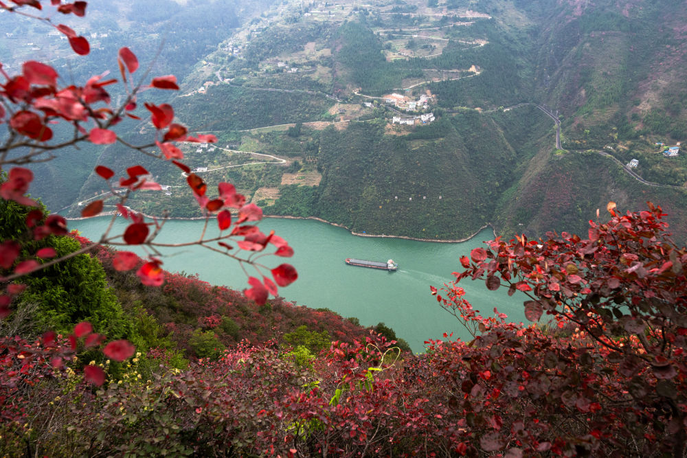 船舶行駛在紅葉掩映下的長江三峽重慶市巫山縣水域（2023年11月30日攝）。新華社記者 肖藝九 攝