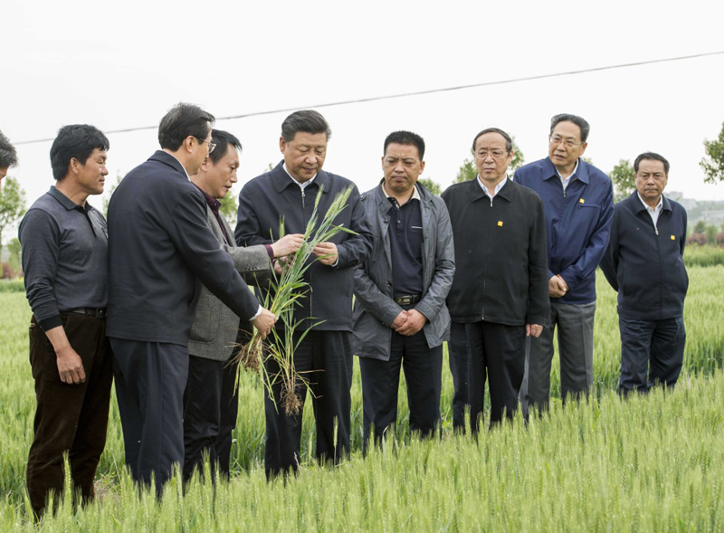 2016年4月25日下午，習(xí)近平在安徽滁州市鳳陽縣小崗村察看小麥長勢。左一為種糧大戶程夕兵。新華社記者 李學(xué)仁 攝