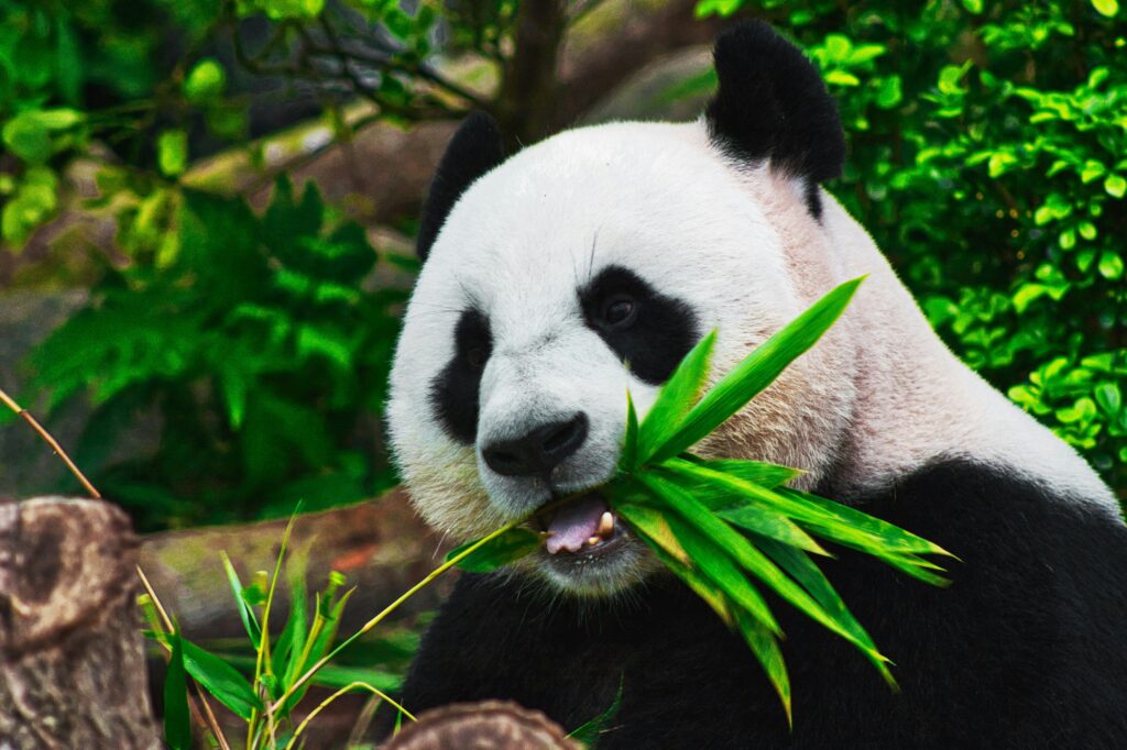 funny-panda